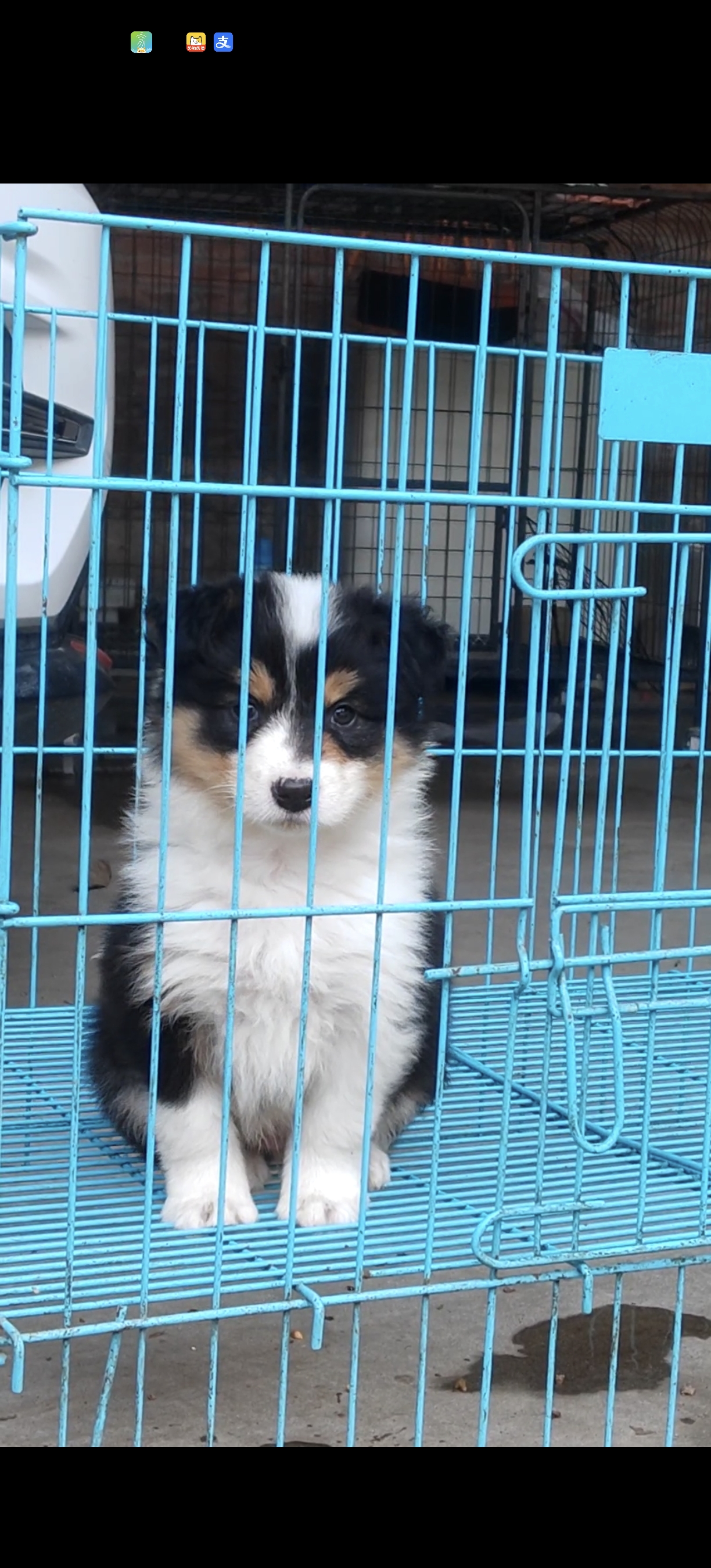 边牧 黑白边牧 黑白三色边牧弟弟